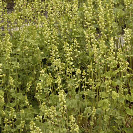 Fransenblume - Bakker