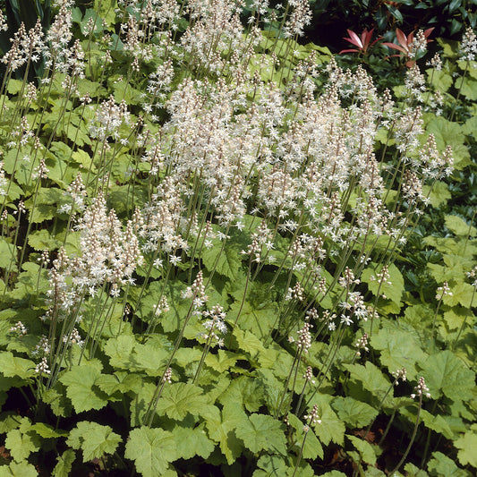 Herzblättrige Schaumblüten - Bakker