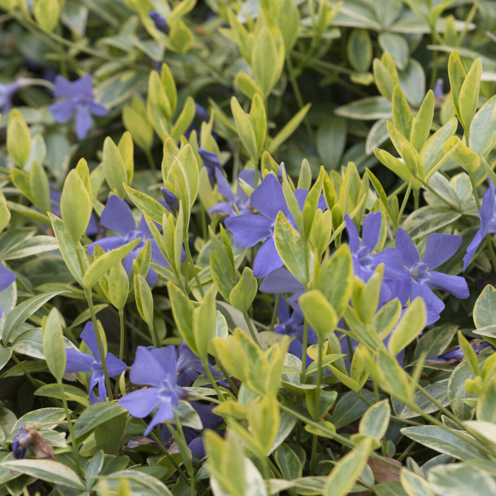 Vinca minor Aureovariegata - Kleinblättriges Immergrün 'Aureovariegata' - Immergrün