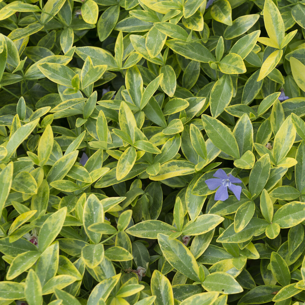 Kleinblättriges Immergrün 'Aureovariegata' - Vinca minor Aureovariegata - Bakker