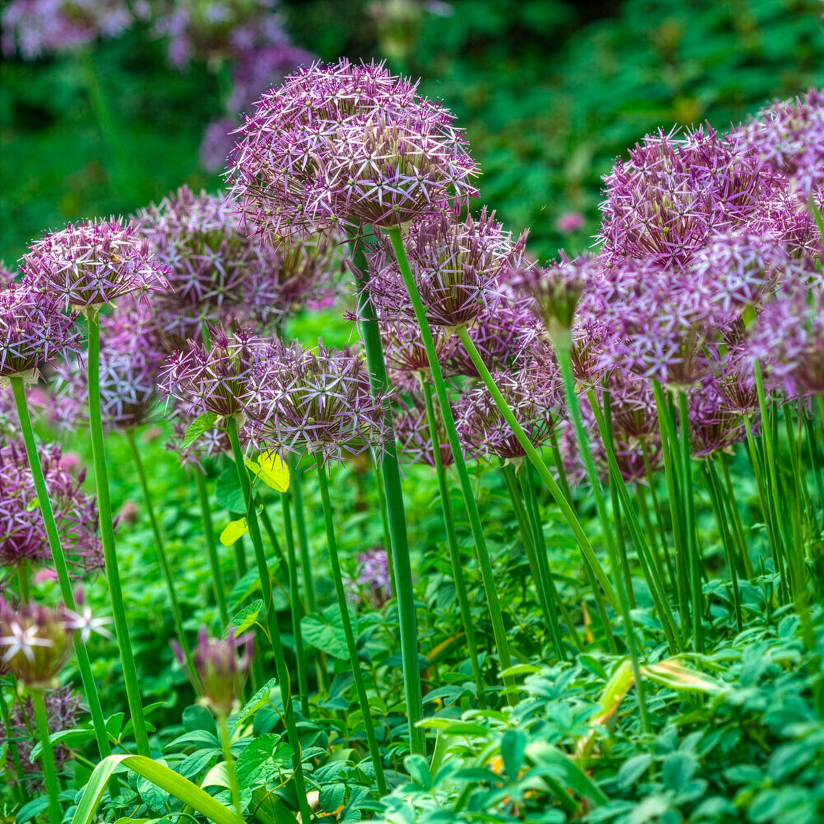 Verkauf Allium Christophii (x10)