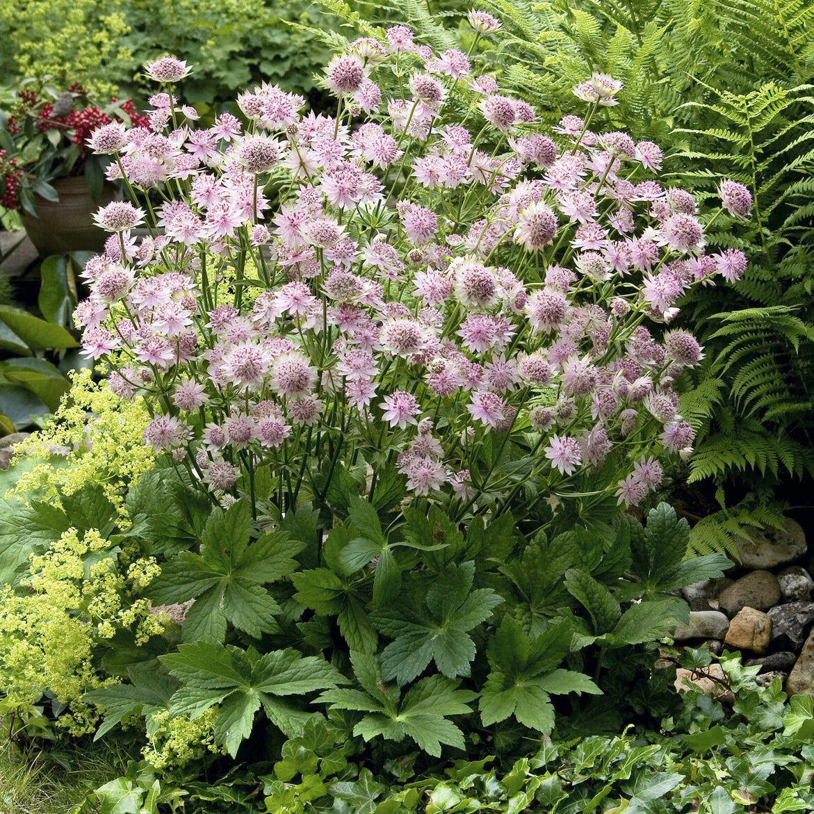 Verkauf Große Sterndolde Buckland - Astrantia major Buckland