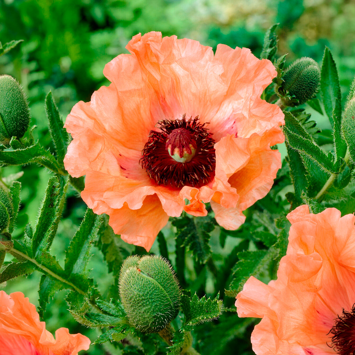 Orientalischer Mohn Effendi (x3) - Papaver orientale Effendi - Bakker