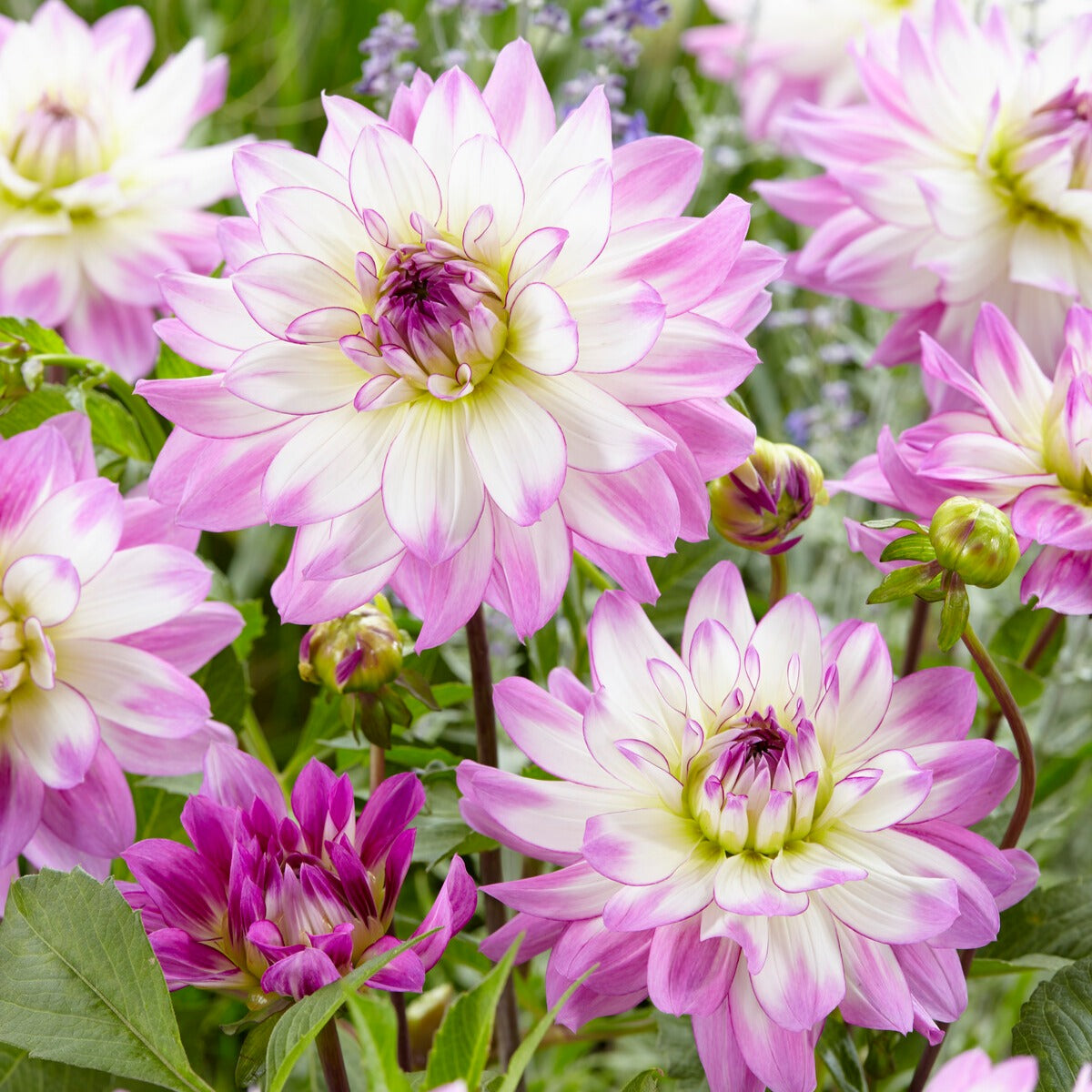 Verkauf Große Dahlien Mischung (x5)
