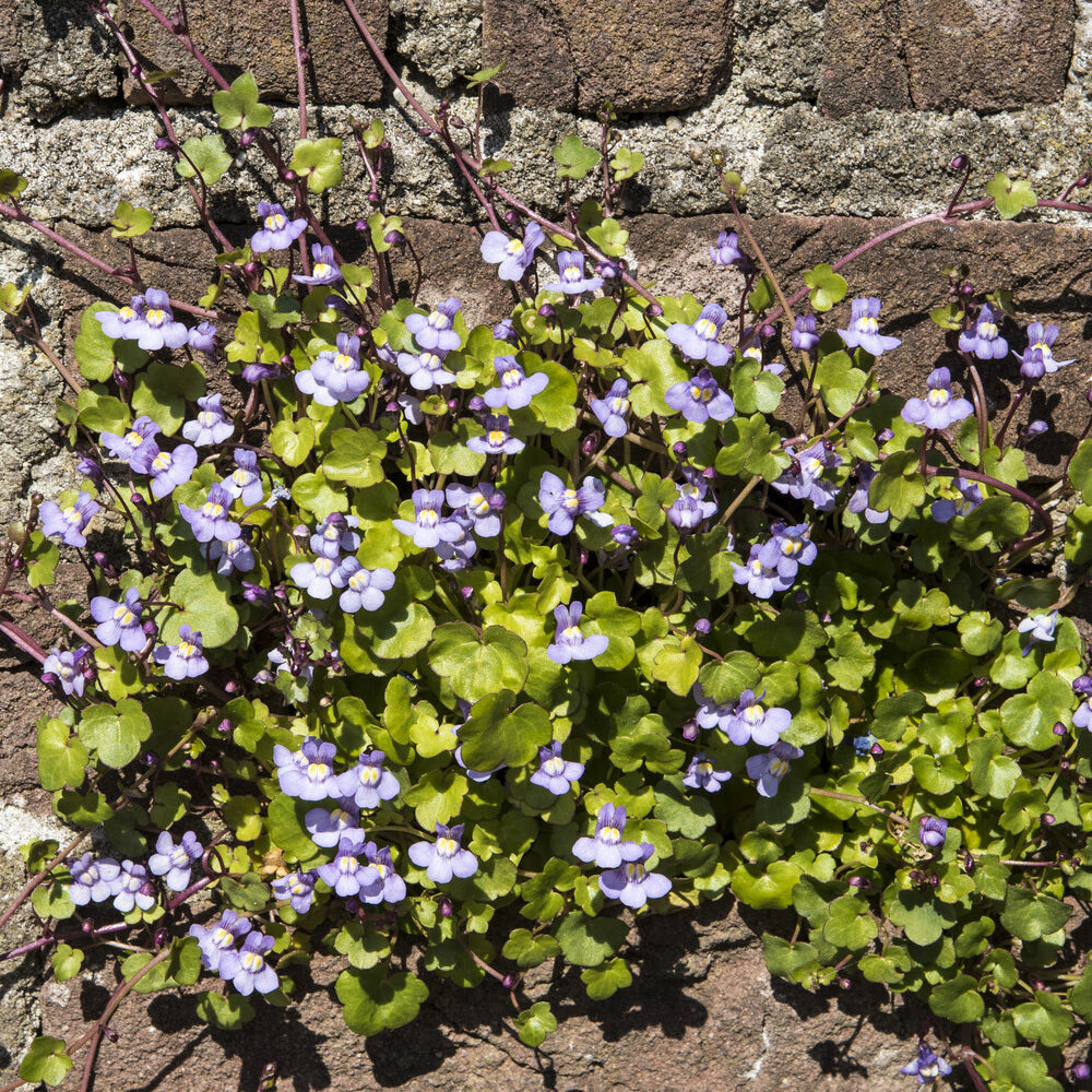 Cymbalaria muralis - Mauer-Zimbelkraut - Stauden