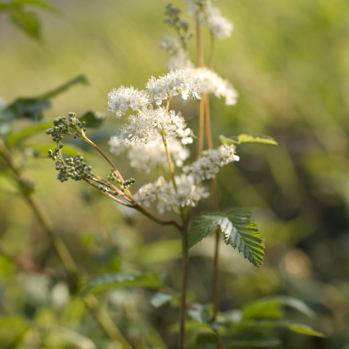 Filipendula ulmaria - Mädesüß - Blühende Stauden