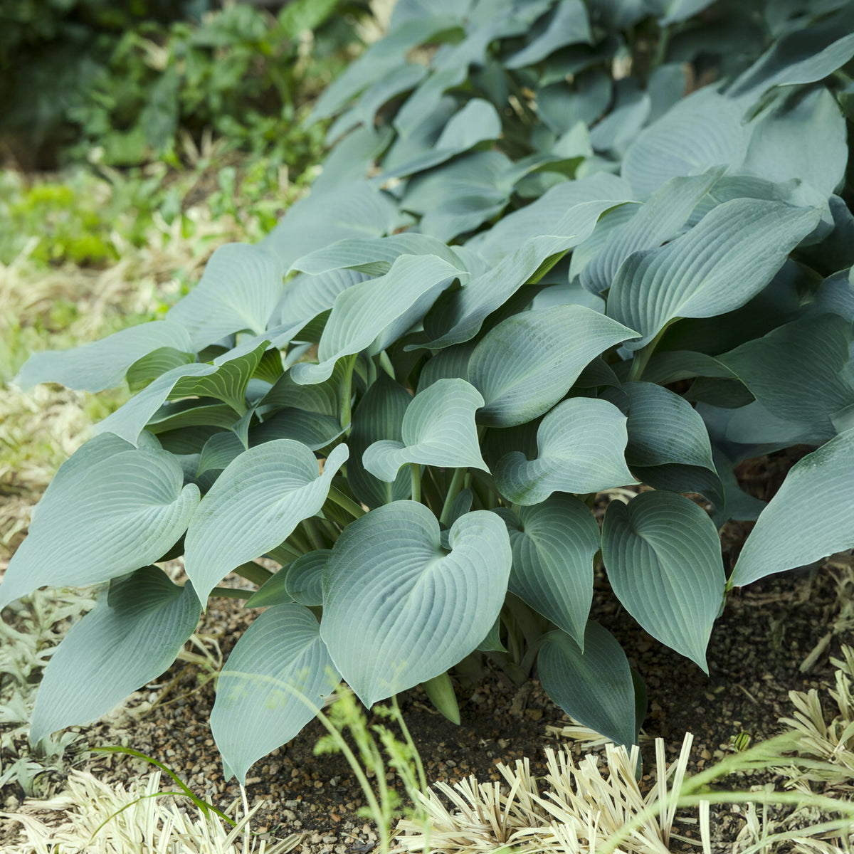 Hosta Blue Cadet Funkia - Bakker