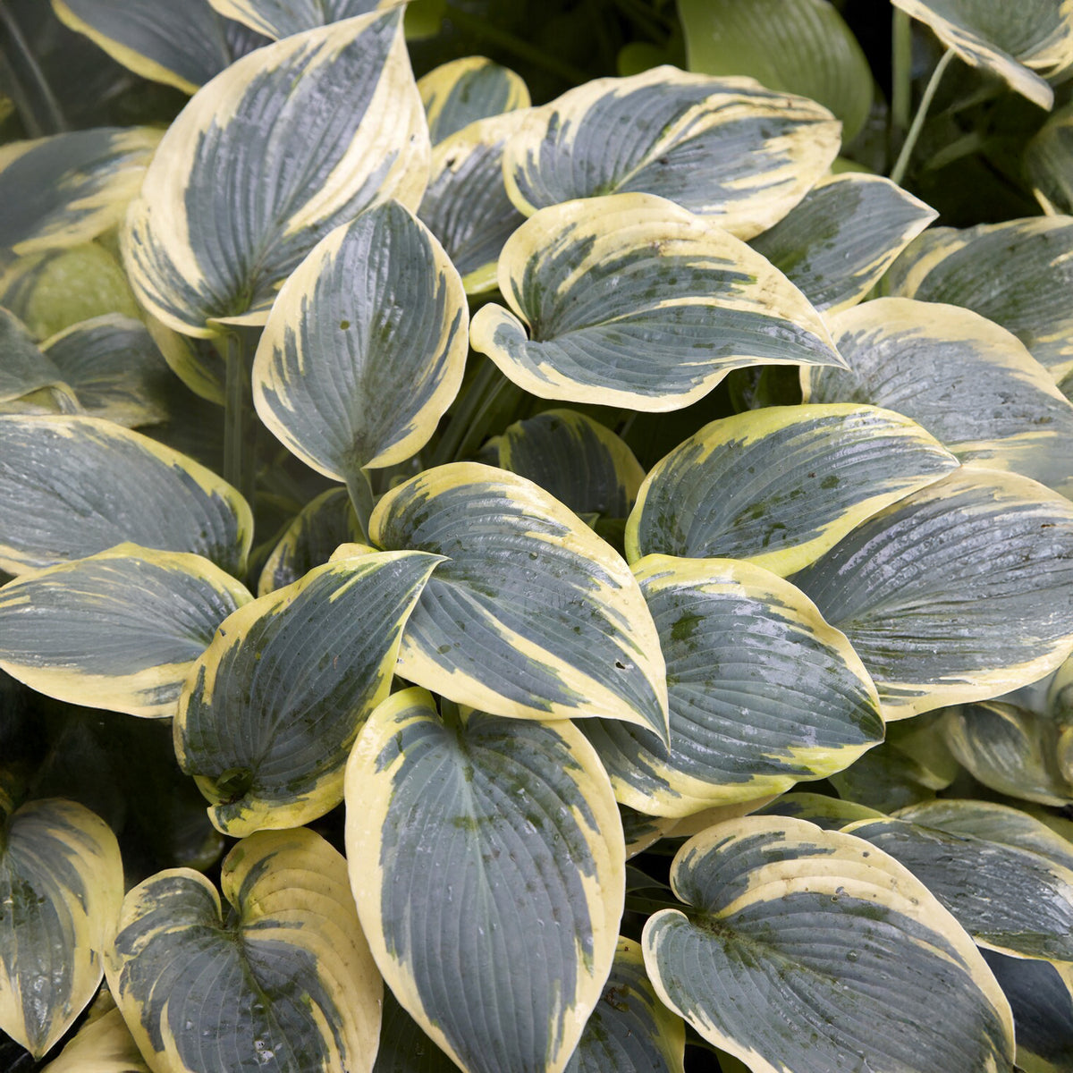 Hosta First Frost Funkia - Bakker