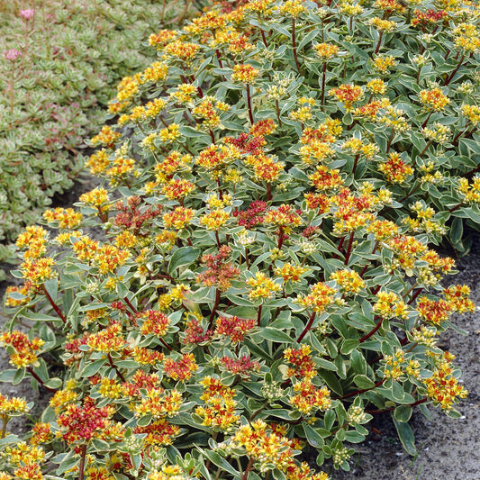 Buntlaubiges Fettblatt 'Variegatum' - Bakker