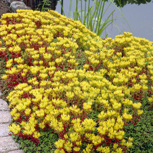 Oregon-Fetthenne - Bakker