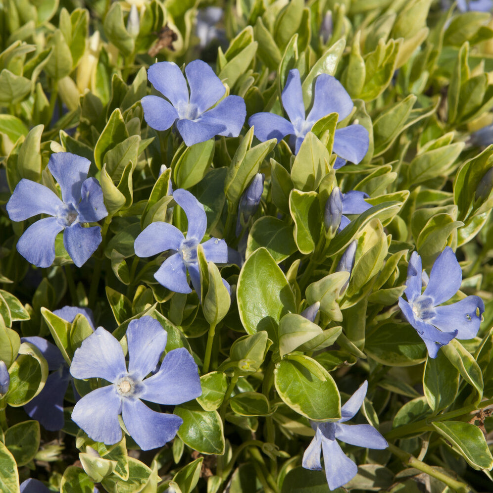Kleines Immergrün 'Argenteovariegata' - Bakker