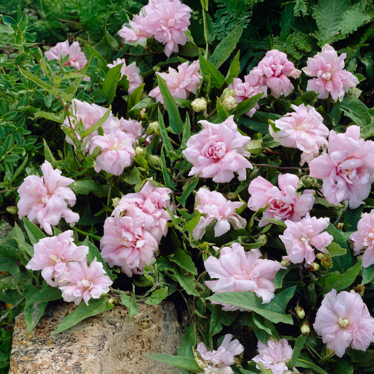 Chinesischen Zaunwinde Flore Pleno - Bakker