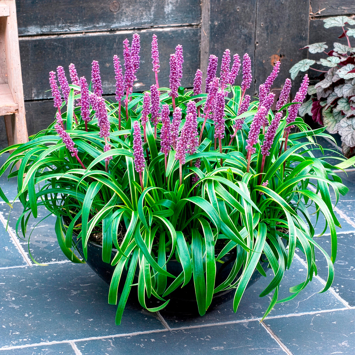 Liriope muscari Gold Banded - Liliengras Gold Banded - Liriope