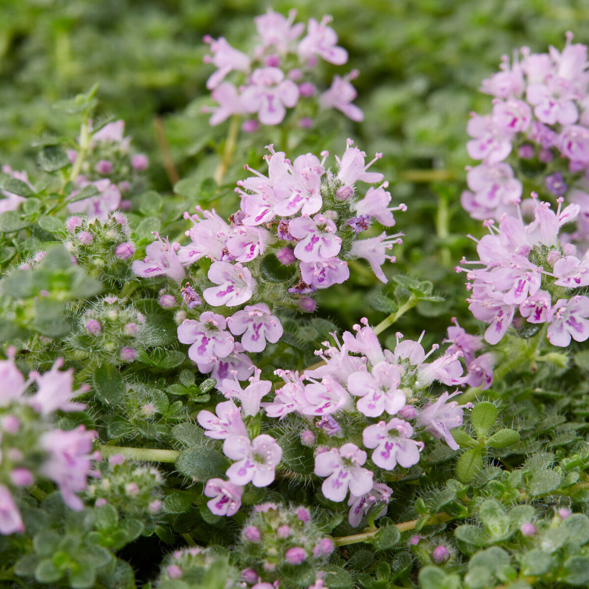 Sand-Thymian Elfin - Thymus Elfin - Bakker