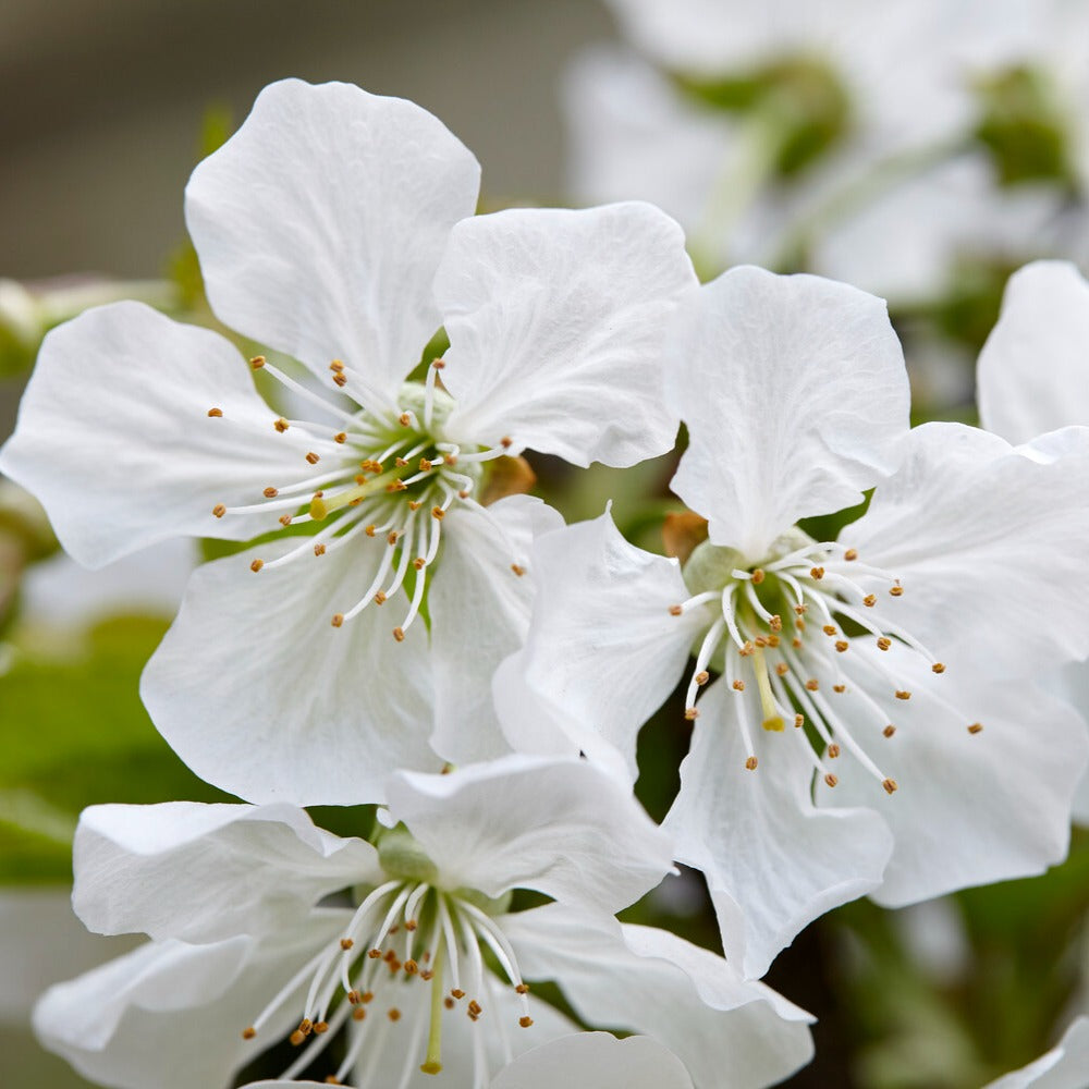 Prunus avium Sunburst - Süßkirsche ‘Sunburst’ - Kirschbäume