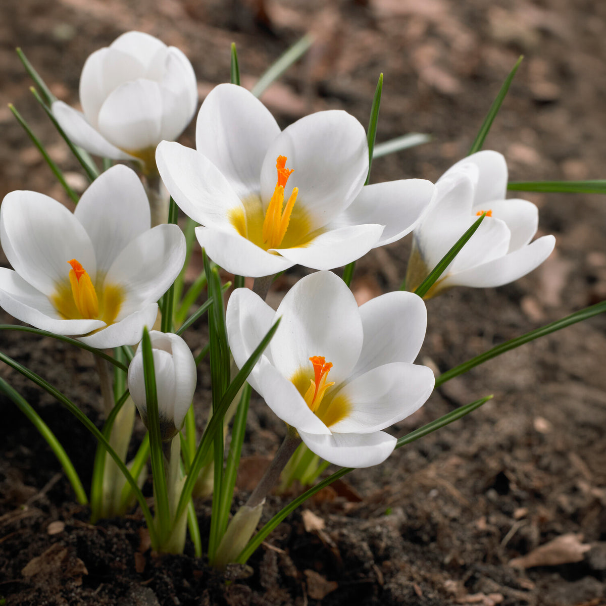 Verkauf Krokusse Ard Schenk - Krokus-Zwiebeln