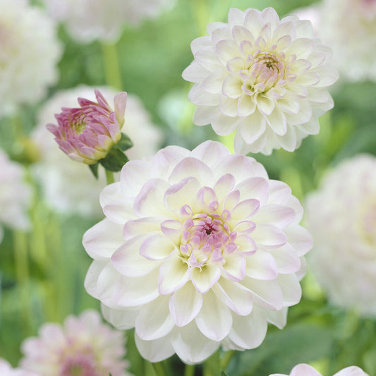Ball-Dahlie 'Evelyne' - Bakker
