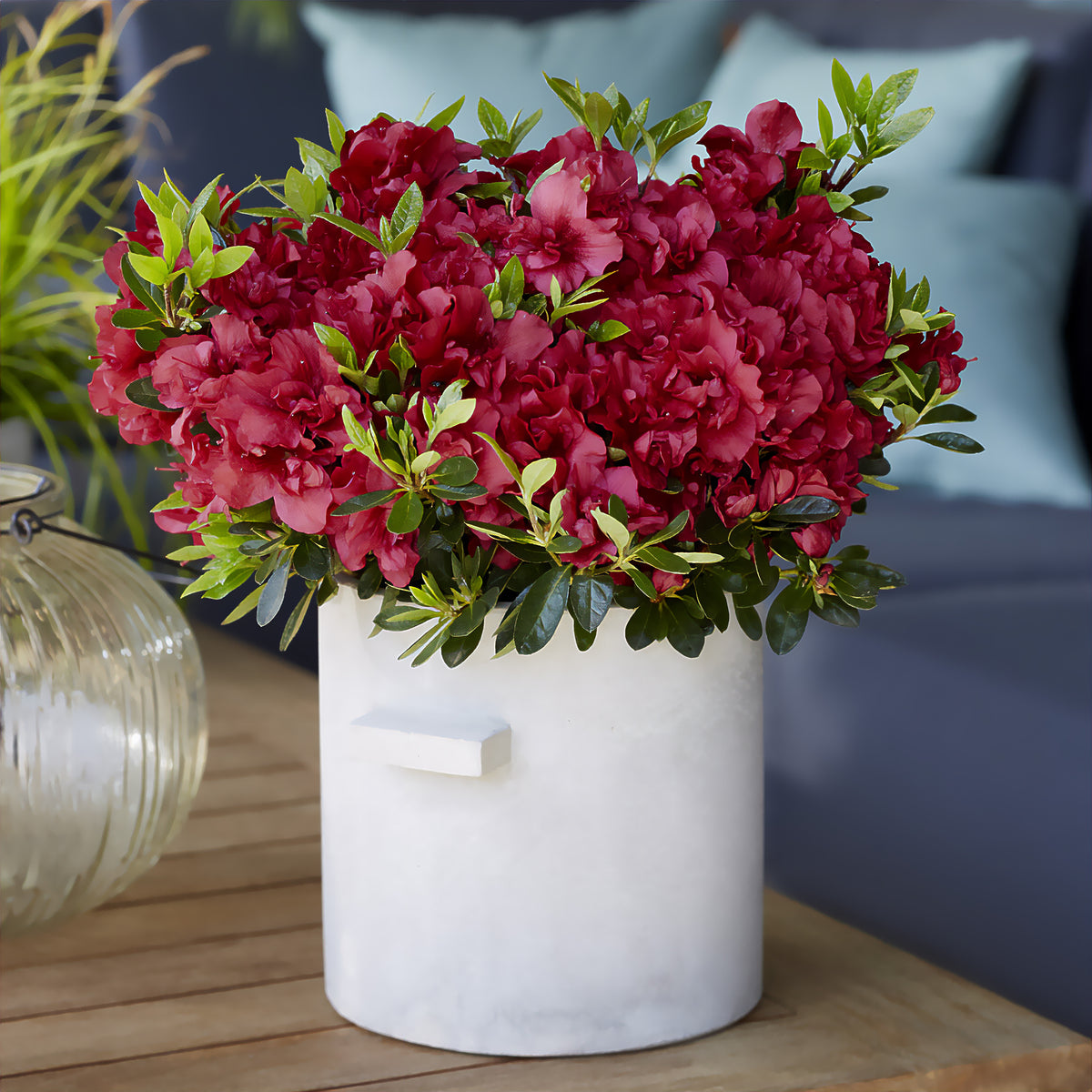 Japanische Azalee ‘Encore Autumn Fire’® - Rhododendron Encore® Autumn Fire - Bakker