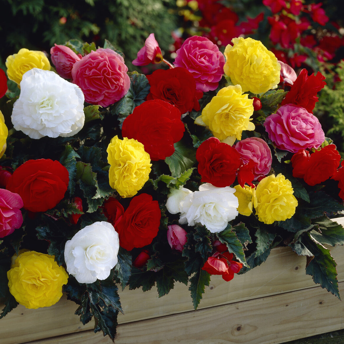 Begonia tuberhybrida Nonstop® Mocca - Begonie Non Stop Mocca - Begonien-Zwiebeln