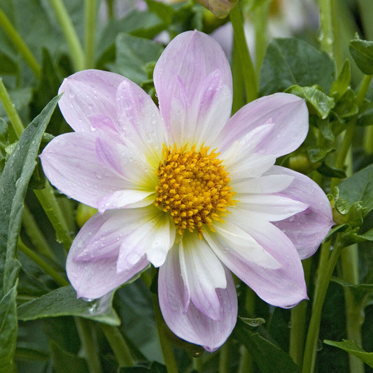 Halskrausen-Dahlie ‘Teesbrooke Audrey’ - Bakker