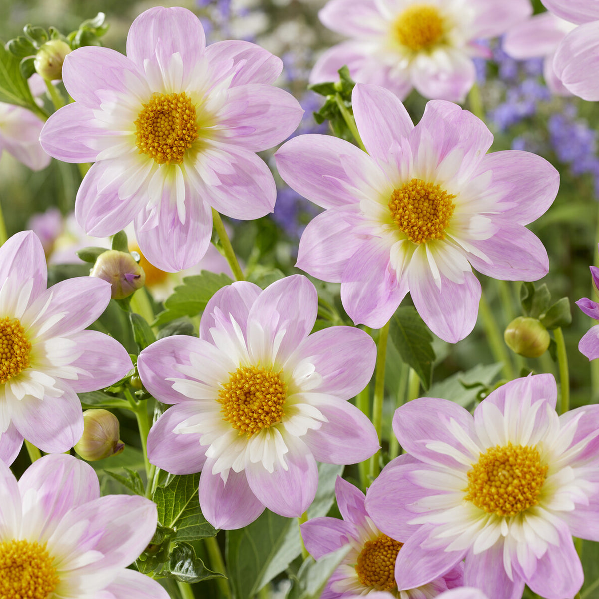 Halskrausen-Dahlie ‘Teesbrooke Audrey’ - Dahlia Teesbrooke Audrey - Bakker