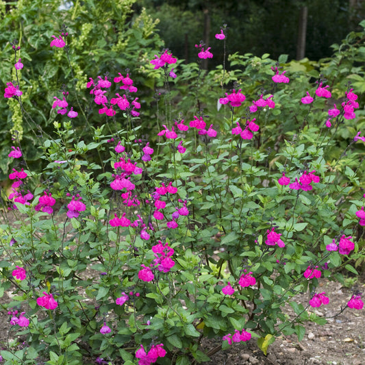 Strauchsalbei ‘Cerro Potosi’ - Bakker