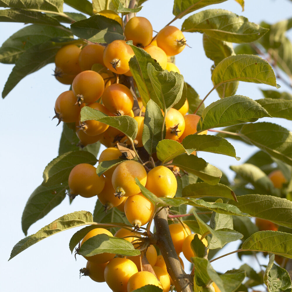 Zierapfel Golden Hornet - Bakker