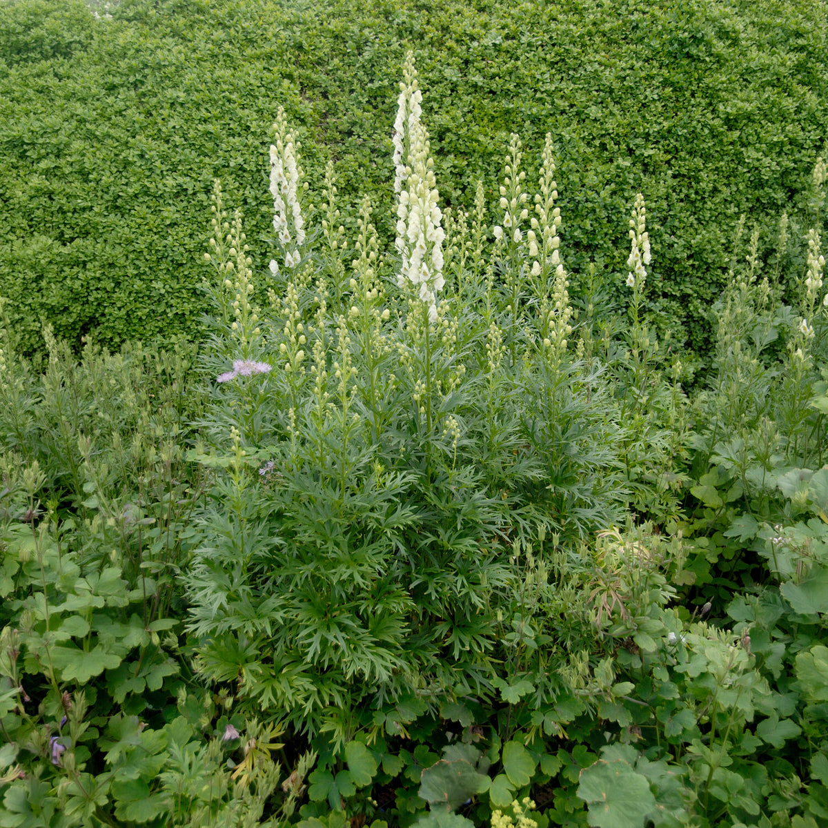 Weißblühender Eisenhut Album - Aconitum napellus Album - Bakker