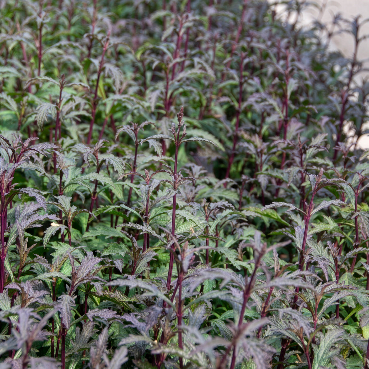 Verbena officinalis Bampton - Purpurblättriges Eisenkraut Bampton - Eisenkraut