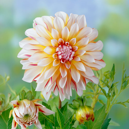 Dahlie Caribbean Fantasy - Bakker