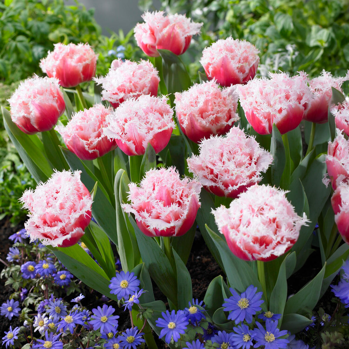 Gefranste, gefüllte Tulpe ‘Queensland’ (x5)
