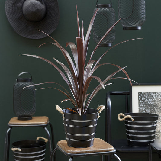 Cordyline ‘Super Star’® - Bakker