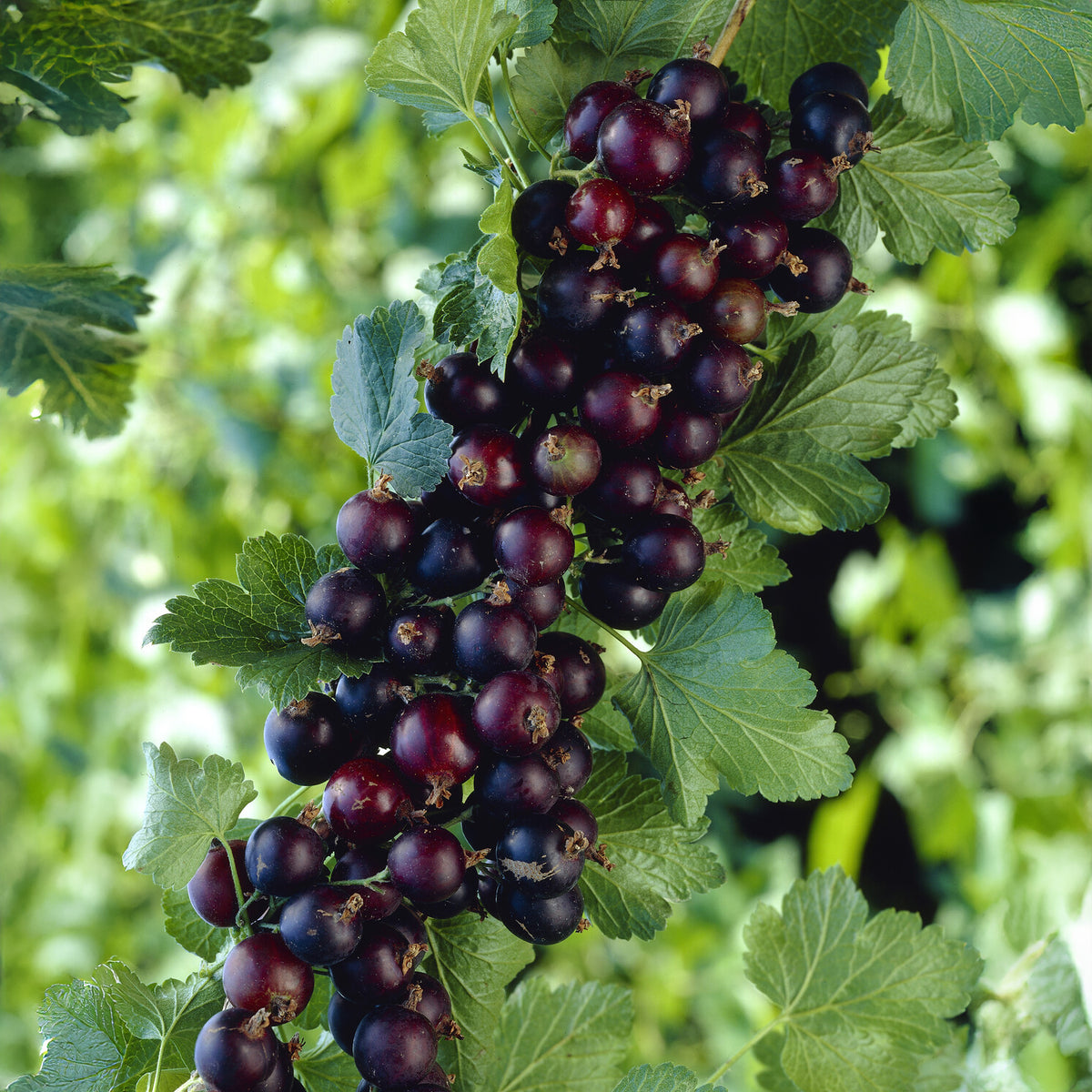 Ribes nidigrolaria Josta - Jostabeere ‘Josta’ - Schwarze Johannisbeeren