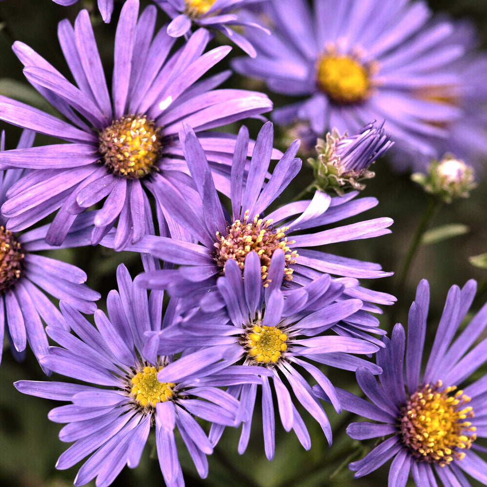 Sommer-Aster 'Veilchenkönigin' - Bakker