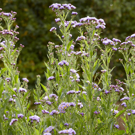 Herbst-Aster 'Jindai' - Bakker