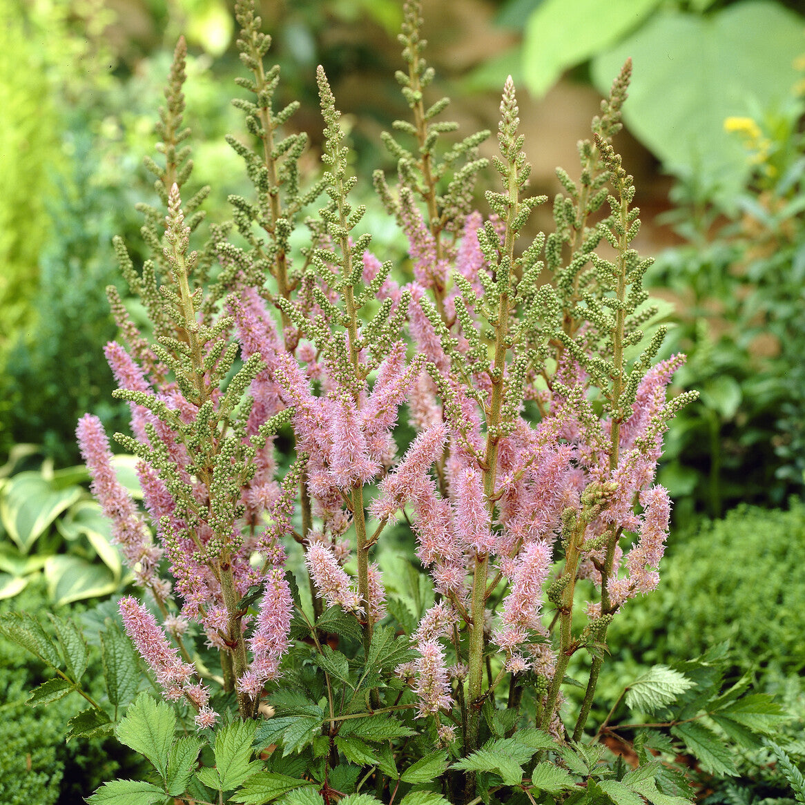 Prachtspiere Astilbe 'Pumila' - Bakker