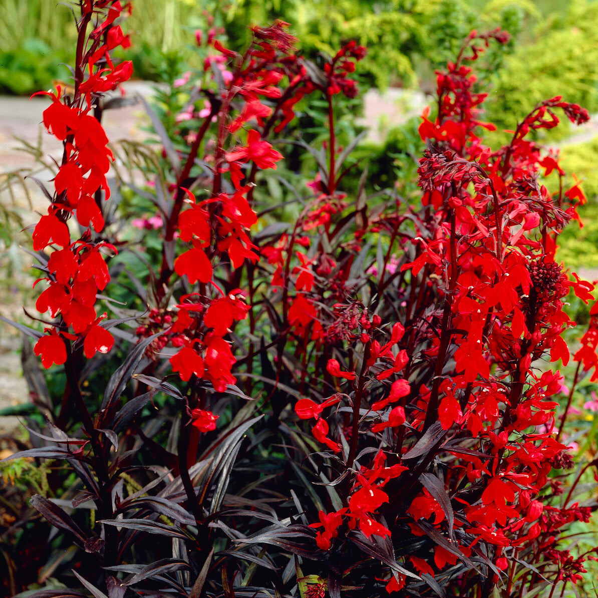 Lobelie 'Queen Victoria' - Bakker
