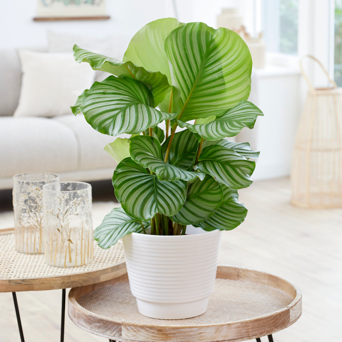 Calathea orbifolia - Bakker