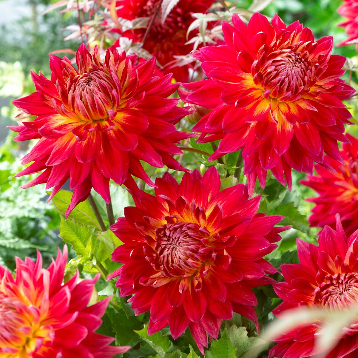 Dahlia 'Manhattan Island', 'Summerflame', 'Kiev' - Dahlien Mischung (x5) - Dahlien-Zwiebeln