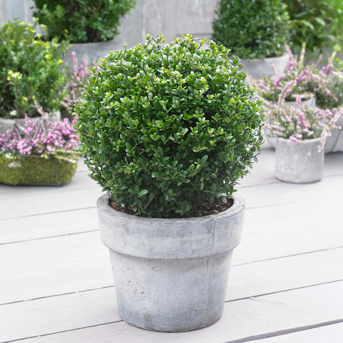Japanische Stechpalme 'Dark Green'®