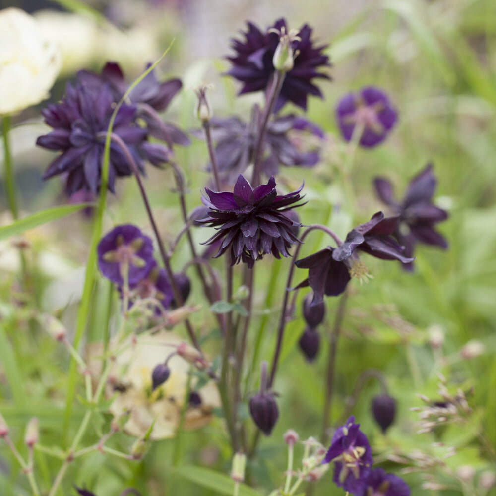 Garten-Akelei 'Black Barlow' - Bakker
