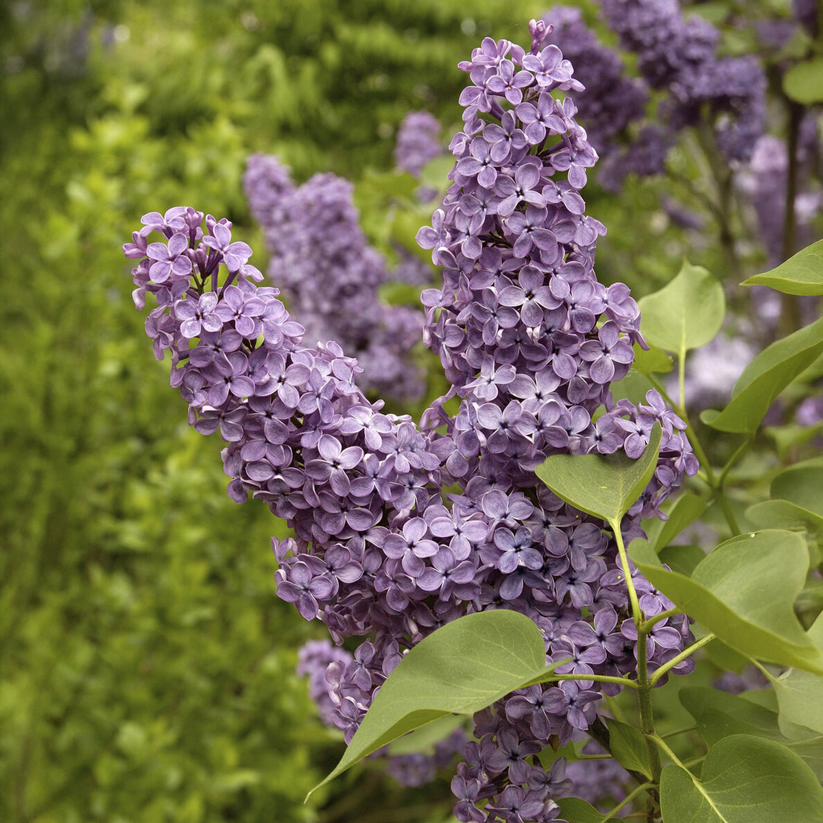 Flieder - Syringa vulgaris Andenken an Ludwig Späth - Bakker