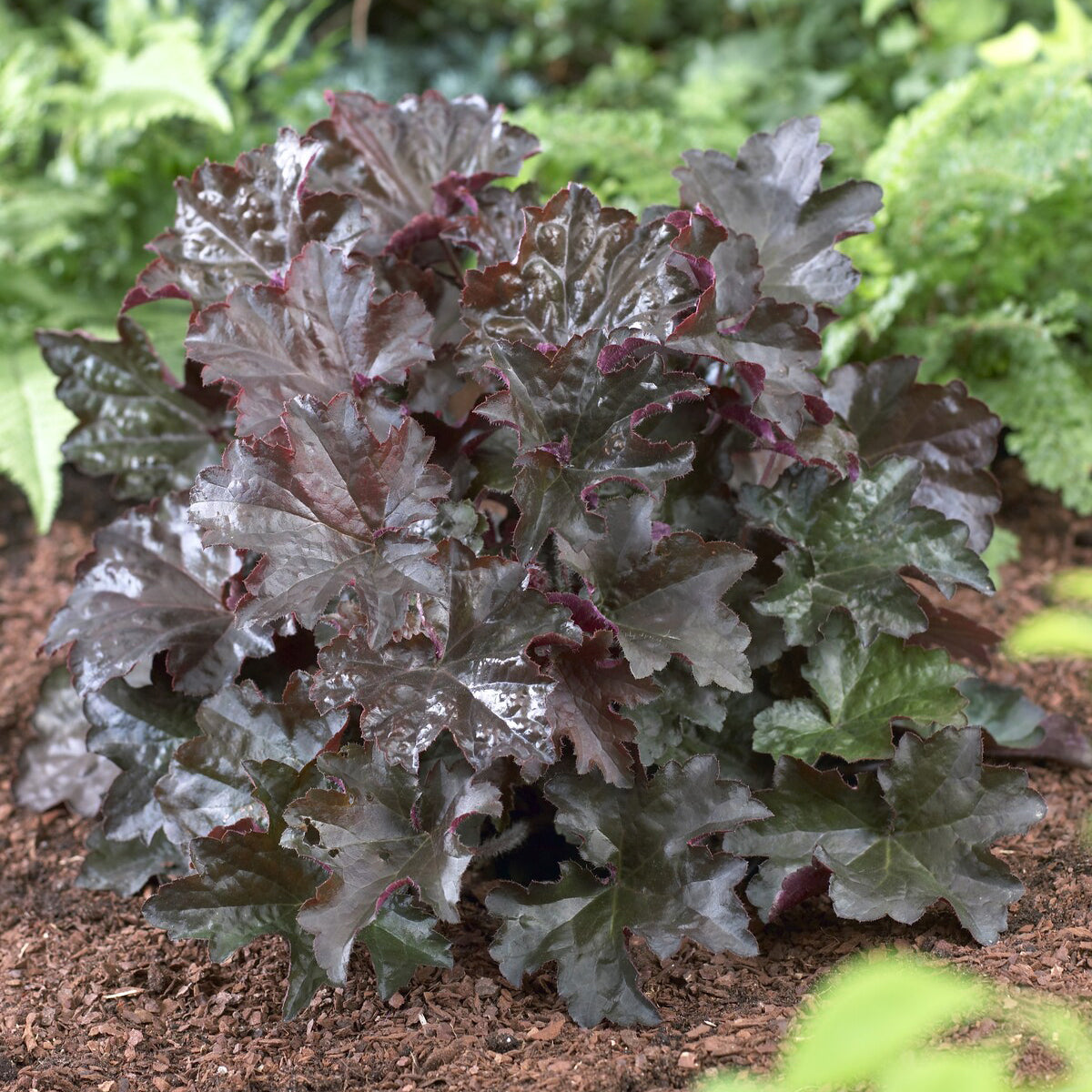 Purpurglöckchen 'Palace Purple' - Bakker