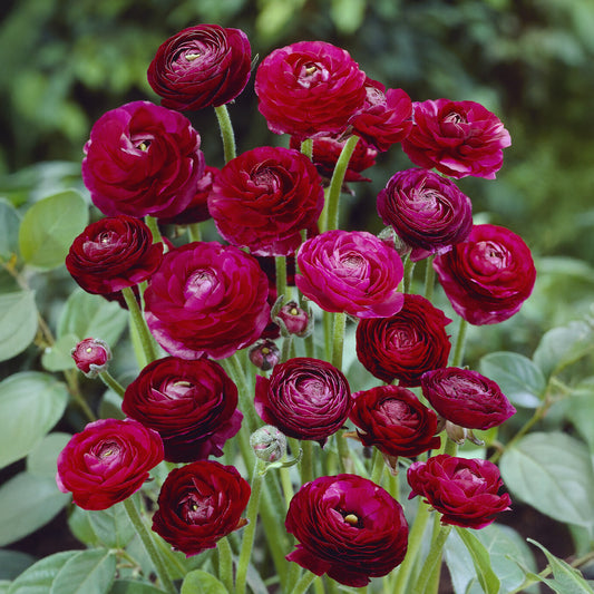 Asiatische Ranunkeln ‘Pauline’ (x10) - Bakker