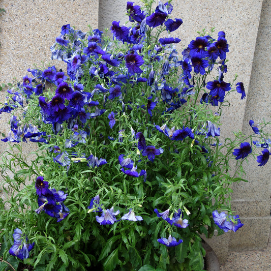 Röhrenblume Kew Blue - Bakker