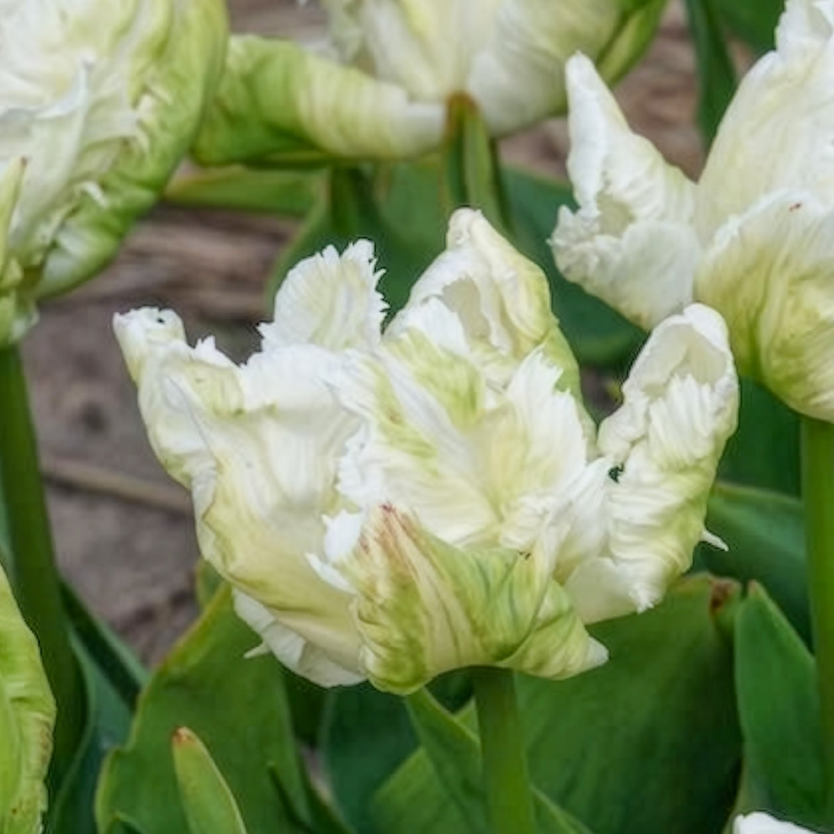 Tulipa 'white parrot' - Papageien-Tulpen White Parrot (x7) - Tulpen-Zwiebeln