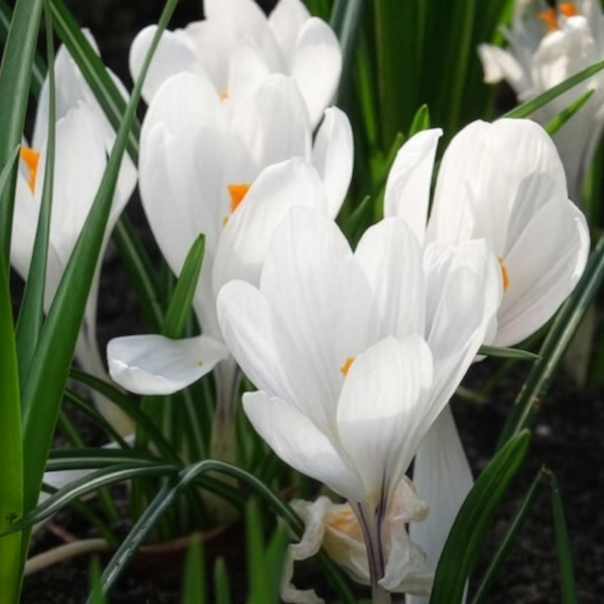 Krokusse ‘Jeanne d’Arc’ (x15) - Krokus-Zwiebeln - Bakker