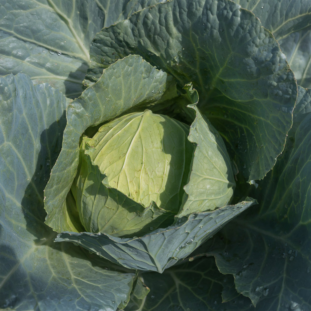 Weißkohl ‘Roem van Enkhuizen 3’ Bio - Brassica oleracea capitata roem van enkhuizen 3 - Bakker