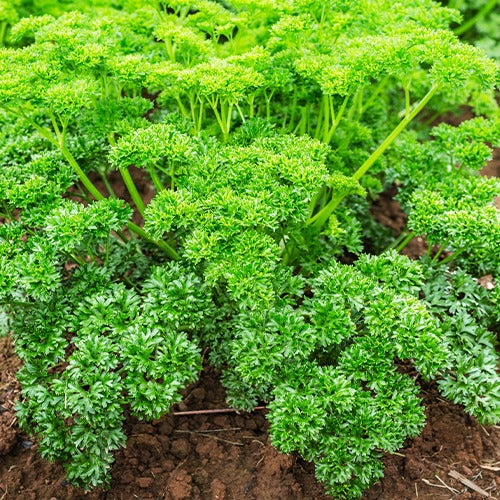 Kräuter Mischung (Petersilie, Basilikum, Kerbel, Schnittlauch) - Collection de fines herbes (persil, basilic, cerfeuil, ciboulette) - Bakker