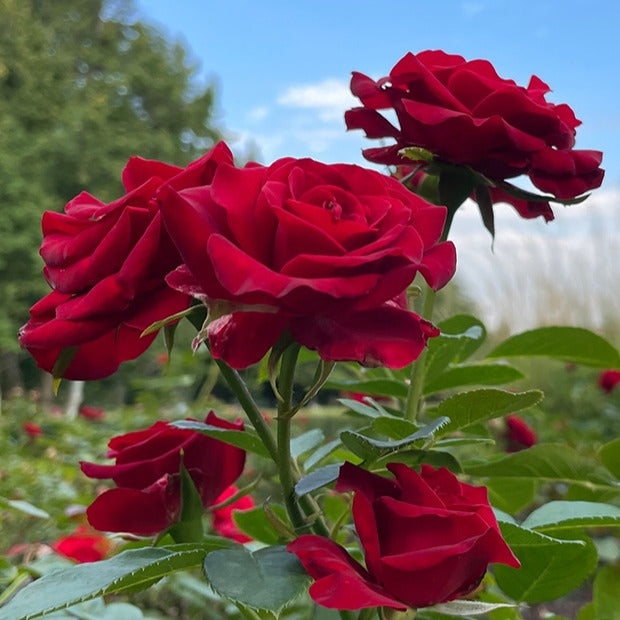 Edelrose Barkarole - Bakker